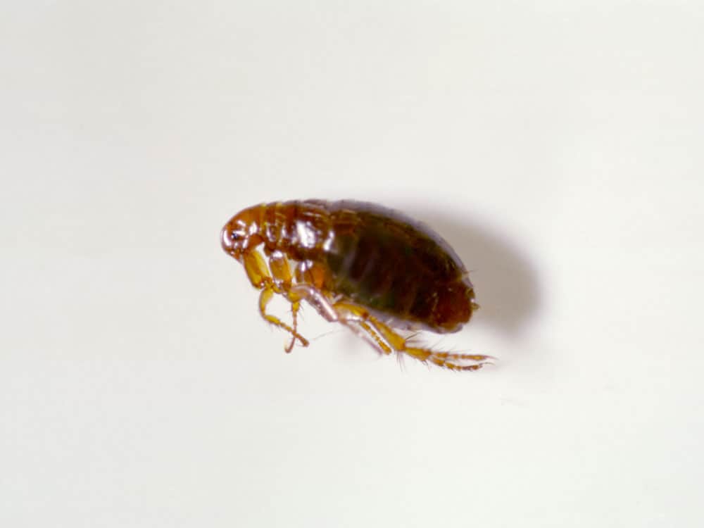 Disinfestazione da pulci