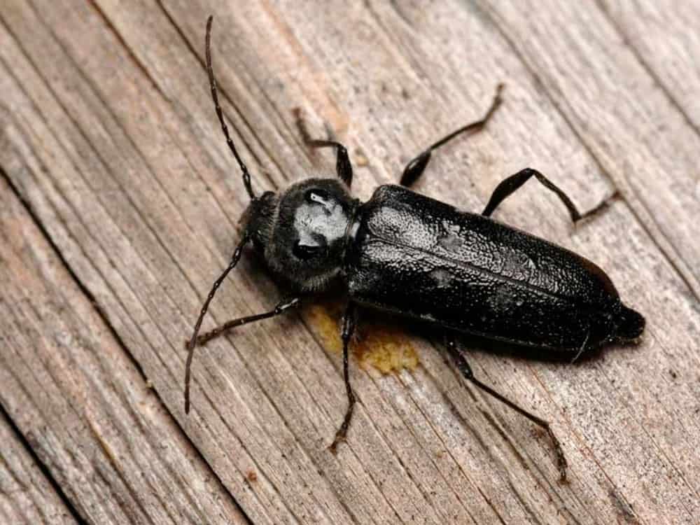 Disinfestazione tarli del legno